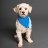 Picture of Scarf Mousey Pet Scarf